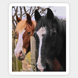 friendly pair of horses Sticker